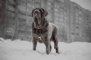 13 Impressive Dog Breeds That Always Draw Stares