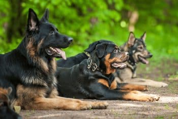 13 Watchful Dog Breeds That Stay Alert
