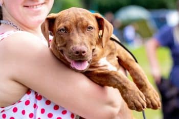 9 Loving Dog Breeds That Crave Attention