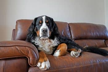 13 Quiet Dog Breeds for Peaceful Homes