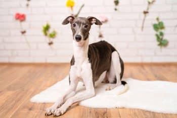 9 Soft-Spoken Dog Breeds That Like To Keep It Quiet