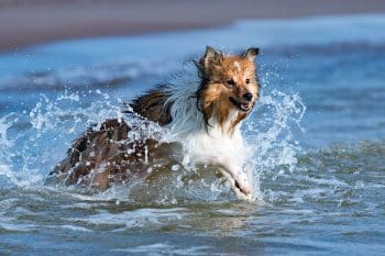 13 Smart Dog Breeds That Love to Show Off