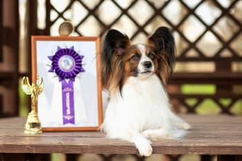 15 Best Dog Breeds for Companionship