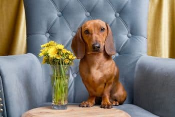 13 Dog Breeds That Thrive in Small Living Spaces