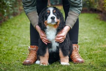 15 Gentle Dog Breeds For Nervous Owners