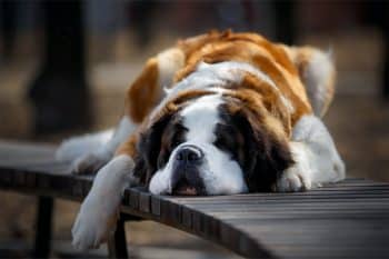 13 Relaxed Dog Breeds That Embrace Slow Living