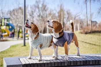 9 Buddy Dog Breeds That Welcome Visitors With Wiggles