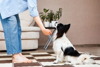 13 Brilliant Dog Breeds That Live For Learning