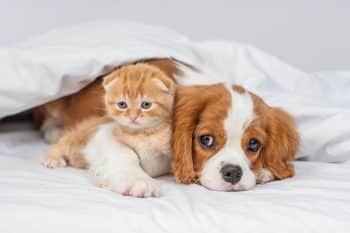 11 Best Dog Breeds That Get Along With Cats