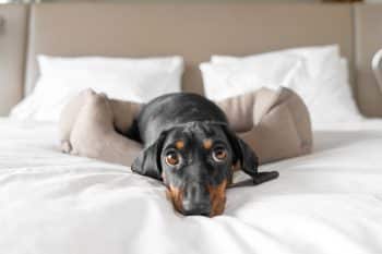 11 Dog Breeds That Are Surprisingly Low Maintenance