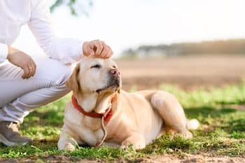 13 Gentle Dog Breeds With Big Hearts