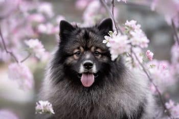 9 Fluffy Dog Breeds That Are All About Cozy Vibes