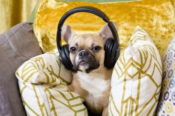 15 Facts About How Dogs React to Music