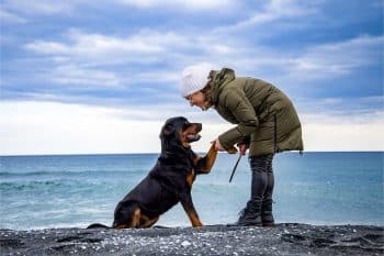 13 Loyal Dog Breeds That Are Born Protectors