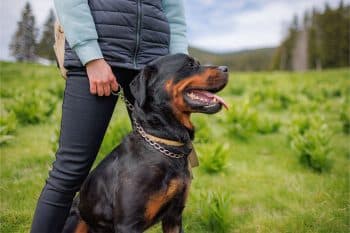 11 Fearless Dog Breeds That Protect What Matters