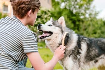 15 Orderly Dog Breeds That Absolutely Crave Routines