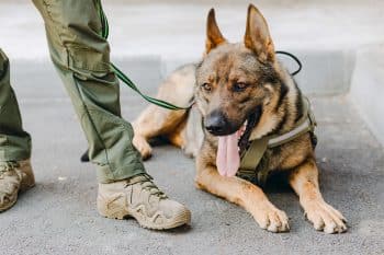 13 Loyal Dog Breeds That Guard With Love