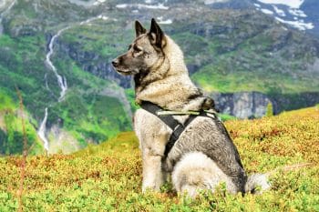 9 Fearless Dog Breeds That Lead The Way
