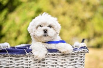 13 Chill Dog Breeds That Don’t Need Much