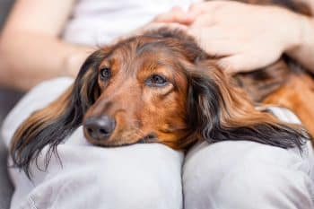 13 Snuggly Dog Breeds That Want Lap Time