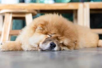 11 Cute Signs Your Dog Is Falling Asleep