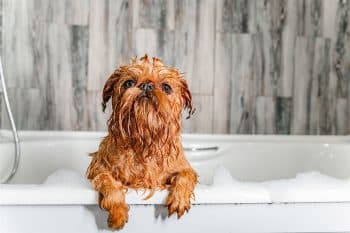 13 Reasons Dogs Get the Zoomies After Baths