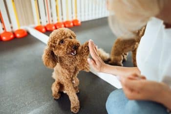 15 Smart Dog Breeds That Obey Right Away