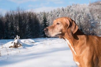 11 Compassionate Dog Breeds That Love Big Adventures