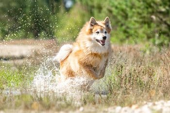 9 Playful Dog Breeds That Never Tire