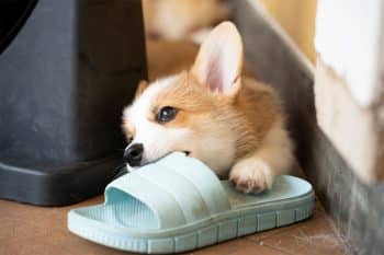 11 Reasons Dogs Love Smelly Things