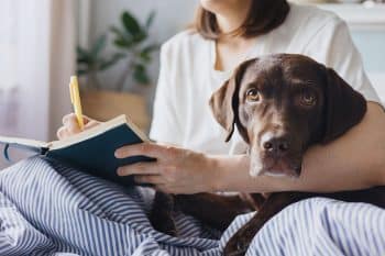 11 Gentle Dog Breeds That Hate Conflict