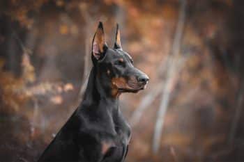 11 Brave Dog Breeds That Fear Nothing