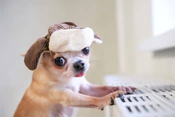 9 Dog Breeds That Handle Alone Time Very Well