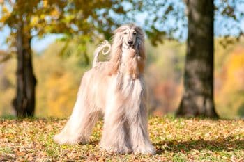 9 Striking Dog Breeds That Turn Heads Everywhere