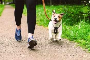 9 Energetic Dog Breeds That Make Great Running Partners