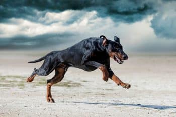 11 ‘Unstoppable’ Dog Breeds With Incredible Drive