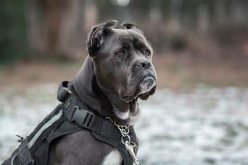 11 Fearless Dog Breeds Known For Their Protective Nature