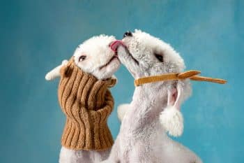 Top 11 Dog Breeds That Are All About Being Quirky