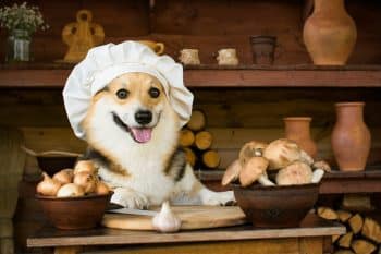 15 Funny Dog Breeds That Steal The Show