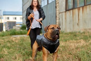 13 Watchful Dog Breeds That Protect Quietly