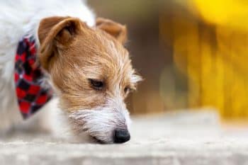 9 Curious Dog Breeds That Sniff Out Everything