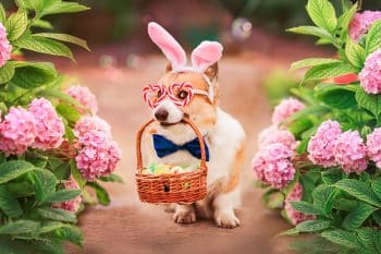 15 Silly Dog Breeds That Keep Life Entertaining