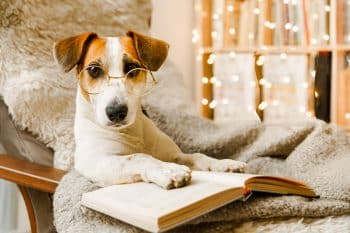 13 Signs Your Dog Is Smarter Than You Realize