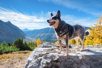 9 Daring Dog Breeds That Love Big Adventures