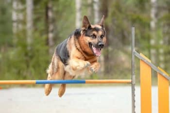 15 Eager Dog Breeds That Try Their Best