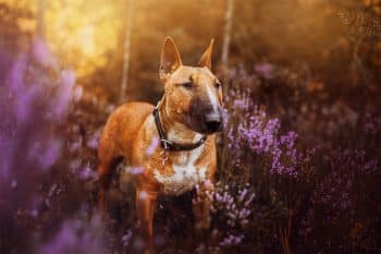 13 Bold and Brazen Dog Breeds That Aren’t Afraid to Stand Out