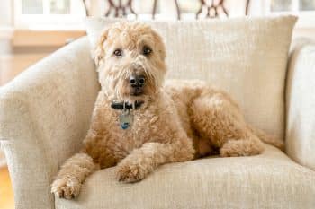 15 Quiet Dog Breeds That Keep It Peaceful