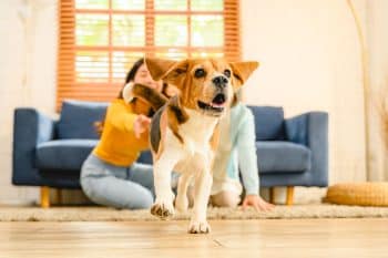 9 Joyful Dog Breeds That Wake Up Ready to Play