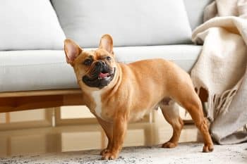 11 Laid-Back Dog Breeds That Light Up Any Home