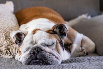 15 Cuddly Dog Breeds That Love Naps